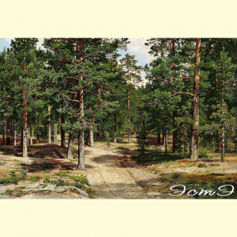 304 Sestroretsky Forest (l)