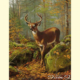 242.1 Deer in the Forest (v)
