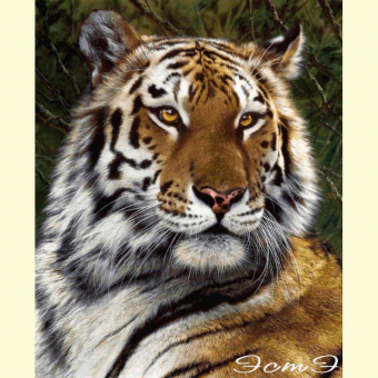424 Бенгальский тигр (б)