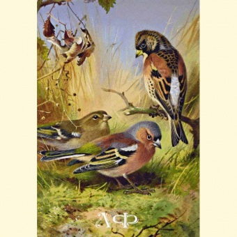 1015 Yurok and finches