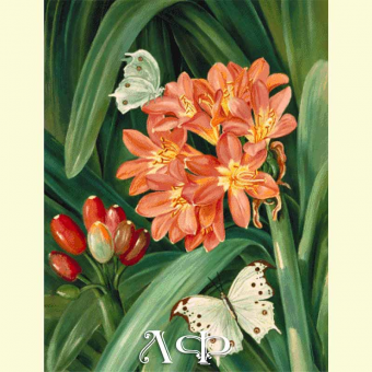 1029 Clivia and white butterflies