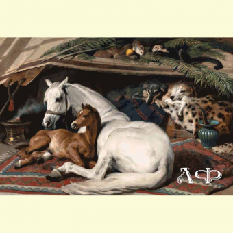 1043 In the shadow of an Arab tent